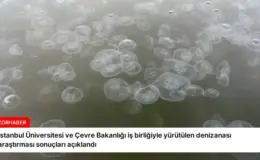 İstanbul Üniversitesi ve Çevre Bakanlığı iş birliğiyle yürütülen denizanası araştırması sonuçları açıklandı