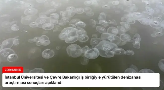 İstanbul Üniversitesi ve Çevre Bakanlığı iş birliğiyle yürütülen denizanası araştırması sonuçları açıklandı