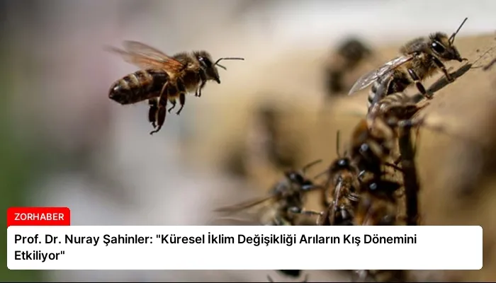 Prof. Dr. Nuray Şahinler: “Küresel İklim Değişikliği Arıların Kış Dönemini Etkiliyor”